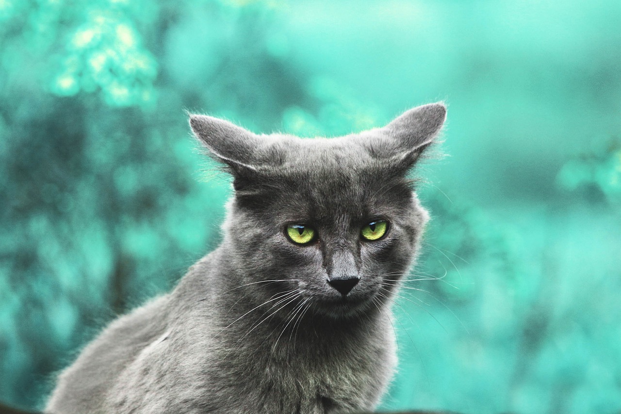 Smart Solutions Logo